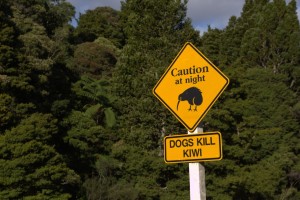 Kiwi Alarm