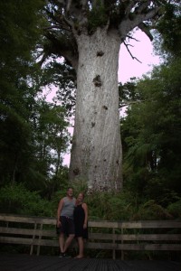 großer Kauri Baum