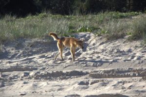 Fraser Island-wilder Dingo