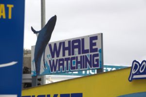 Wale gucken an der Ostküste